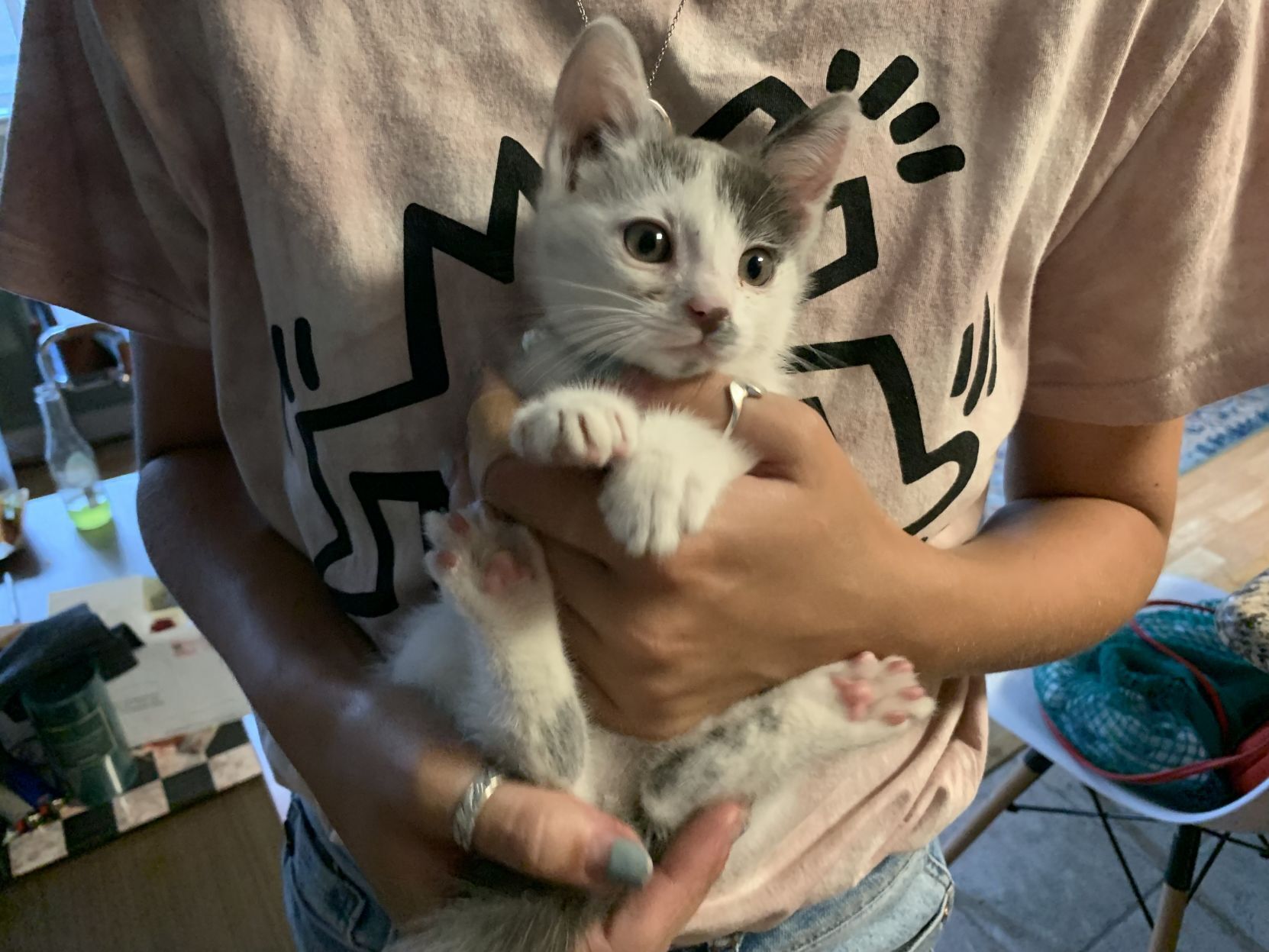 Stowaway kitty survives wild ride to Napa